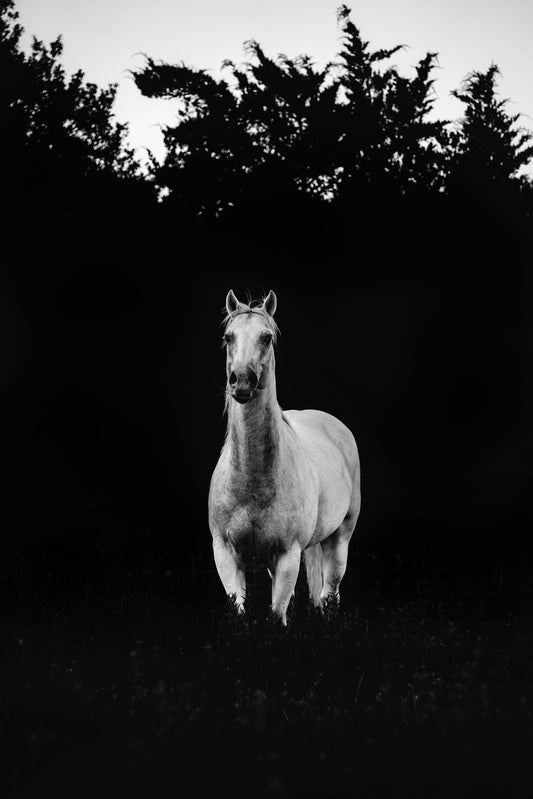 White Horse