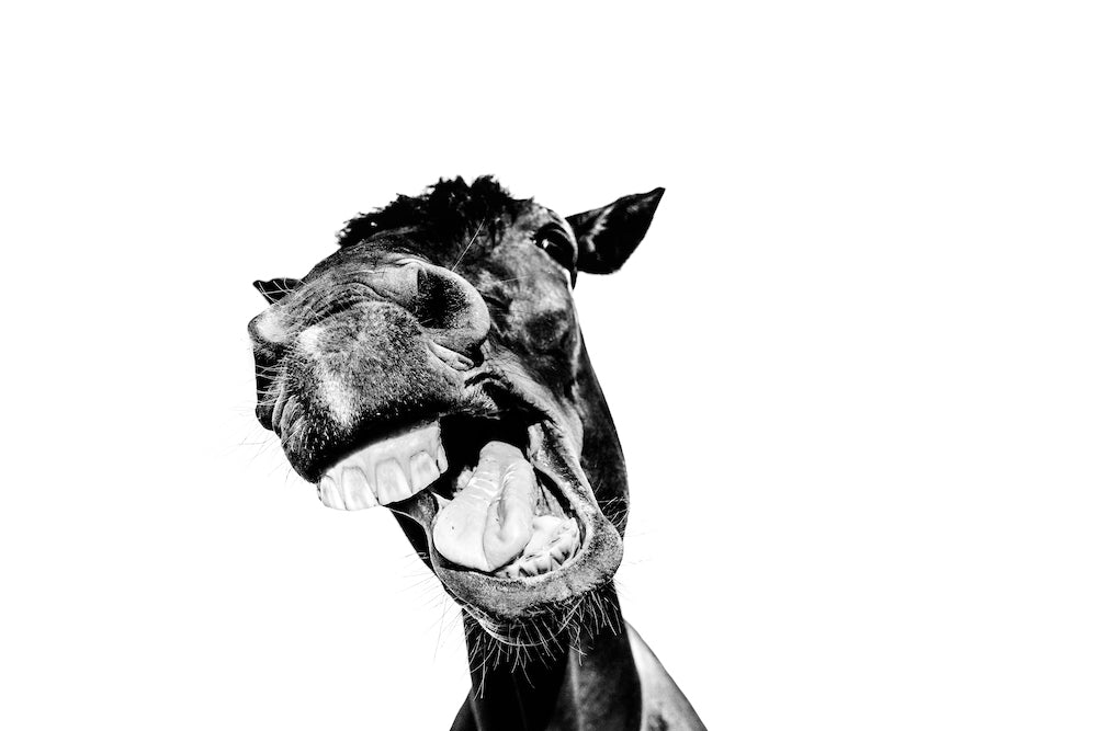 Horsin' Around